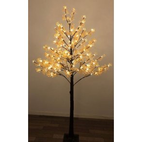 Gypsophila Lystr - Veli-Line